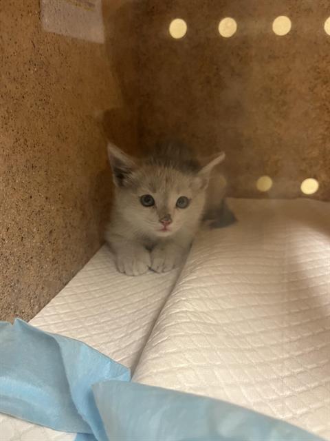 Shelter Stray Female Cat last seen ALHAMBRA BLVD & JAZZ ALY, 2127 Front St, Sacramento, CA 95818, USA