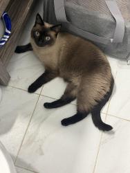 Found/Stray Unknown Cat last seen E 51 street and 3 avenue, New York, NY 10022