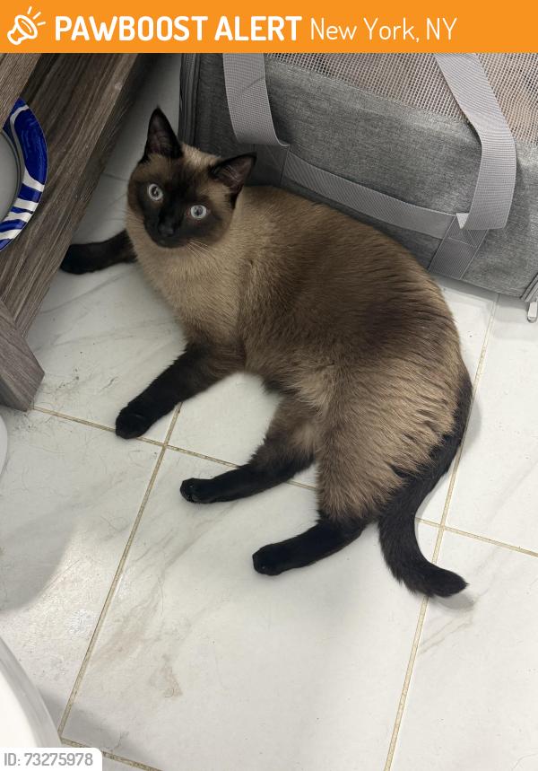 Found/Stray Unknown Cat last seen E 51 street and 3 avenue, New York, NY 10022