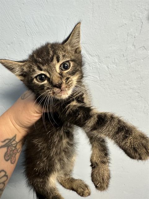 Shelter Stray Male Cat last seen ALFRED HARRELL HIGHWAY, 3951 Fruitvale Ave, Bakersfield, CA 93308, USA
