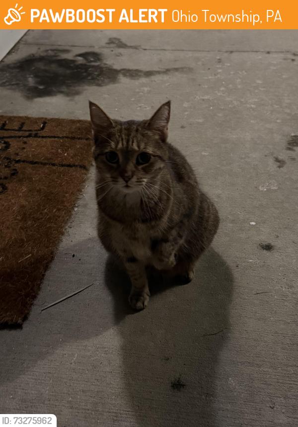 Found/Stray Unknown Cat last seen Arndt Road, Ohio Township, PA 15237