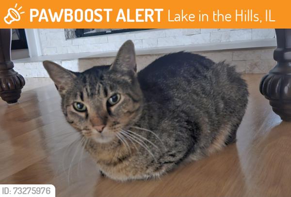 Found/Stray Female Cat last seen Danbury cir, Lake in the Hills, IL 60156