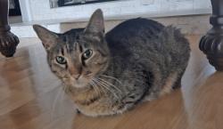 Found/Stray Female Cat last seen Danbury cir, Lake in the Hills, IL 60156