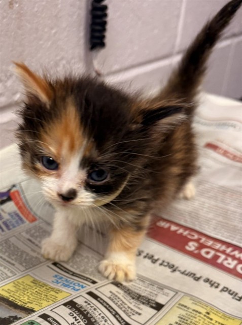 Shelter Stray Female Cat last seen SONFORENKO DR, 2020 Forest St, Jacksonville, FL 32204, USA