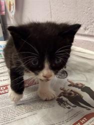Shelter Stray Male Cat last seen SONFORENKO DR, 2020 Forest St, Jacksonville, FL 32204, USA