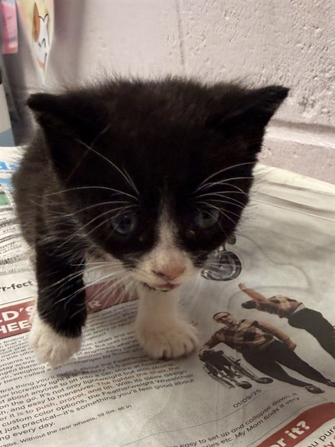 Shelter Stray Male Cat last seen SONFORENKO DR, 2020 Forest St, Jacksonville, FL 32204, USA