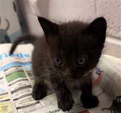 Shelter Stray Male Cat last seen SONFORENKO DR, 2020 Forest St, Jacksonville, FL 32204, USA