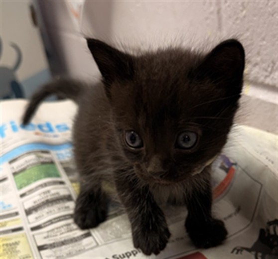 Shelter Stray Male Cat last seen SONFORENKO DR, 2020 Forest St, Jacksonville, FL 32204, USA