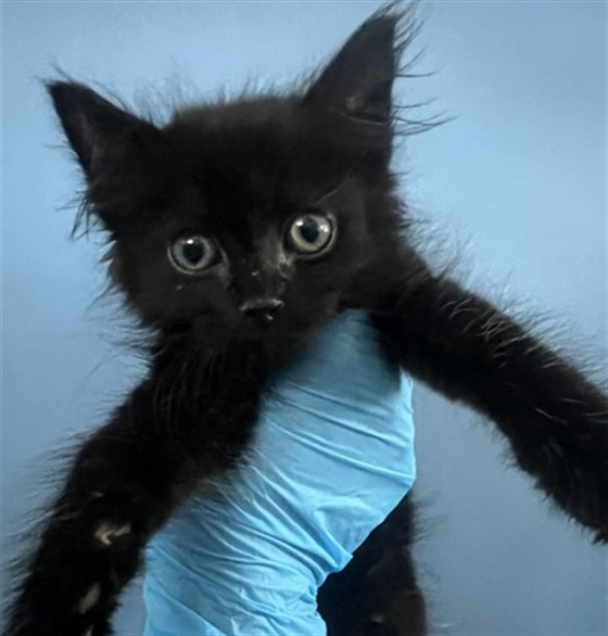 Shelter Stray Female Cat last seen CHIQUITA AND DATE ST, 333 Chandler Pl, San Bernardino, CA 92408, USA