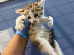 Shelter Stray Female Cat last seen SIERRA AVE X SAN BERNARDINO AVE, 333 Chandler Pl, San Bernardino, CA 92408, USA