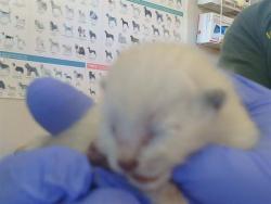 Shelter Stray Male Cat last seen KINGS WAY/DURAN CIR, 95821, 3839 Bradshaw Rd, Sacramento, CA 95827, USA