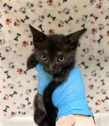Shelter Stray Female Cat last seen Near BLOCK BAKER ST, JURUPA VALLEY CA 92509, 6851 Van Buren Boulevard, Jurupa Valley, CA 92509, USA