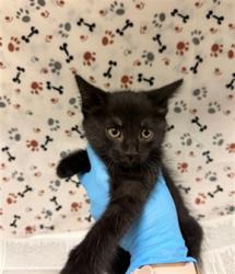 Shelter Stray Female Cat last seen Near BLOCK BAKER ST, JURUPA VALLEY CA 92509, 6851 Van Buren Boulevard, Jurupa Valley, CA 92509, USA