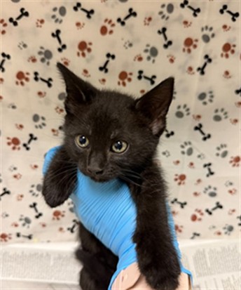 Shelter Stray Female Cat last seen Near BLOCK BAKER ST, JURUPA VALLEY CA 92509, 6851 Van Buren Boulevard, Jurupa Valley, CA 92509, USA