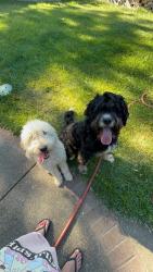 Reunited Male Dog last seen Walnut, Kentucky, Vacaville, CA 95688