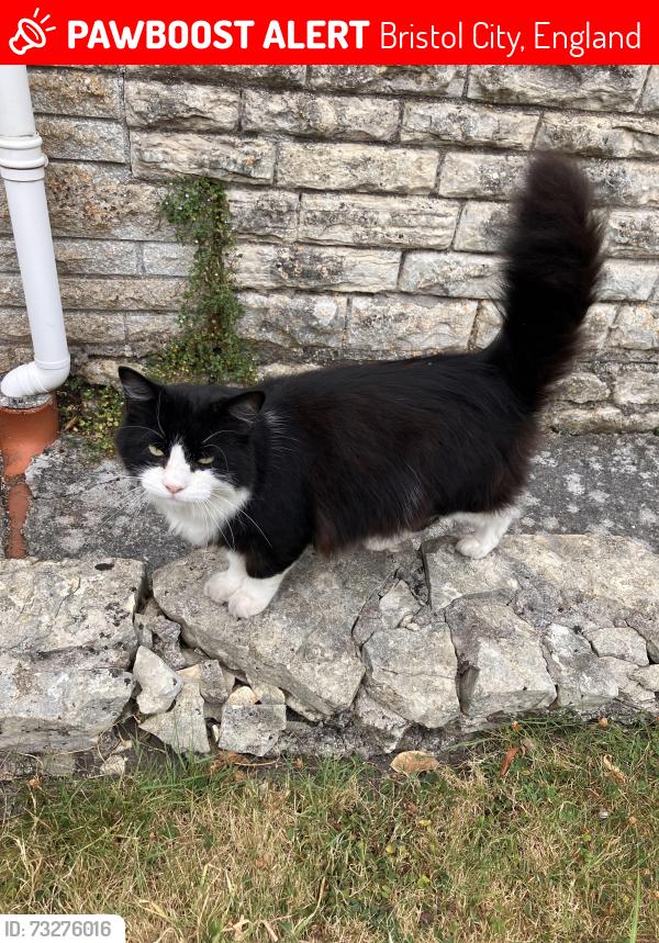 Lost Male Cat last seen Avon Vale Cemetery, Bristol City, England 