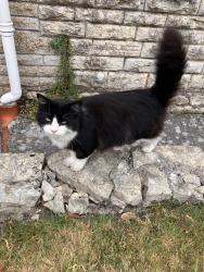 Lost Male Cat last seen Avon Vale Cemetery, Bristol City, England 