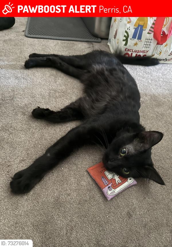 Lost Male Cat last seen Avalon elementary, Perris, CA 92571