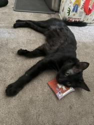 Lost Male Cat last seen Avalon elementary, Perris, CA 92571