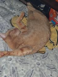Lost Male Cat last seen Plymouth Circle, Newport News, VA 23602