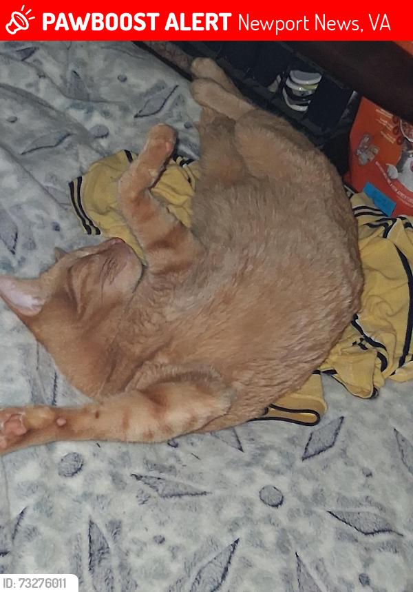 Lost Male Cat last seen Plymouth Circle, Newport News, VA 23602