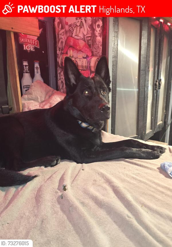 Lost Male Dog last seen Prairie and wallaceville ( timesaver store), Highlands, TX 77562