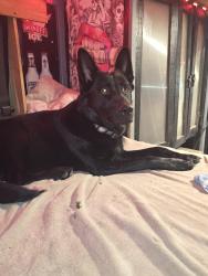 Lost Male Dog last seen Prairie and wallaceville ( timesaver store), Highlands, TX 77562