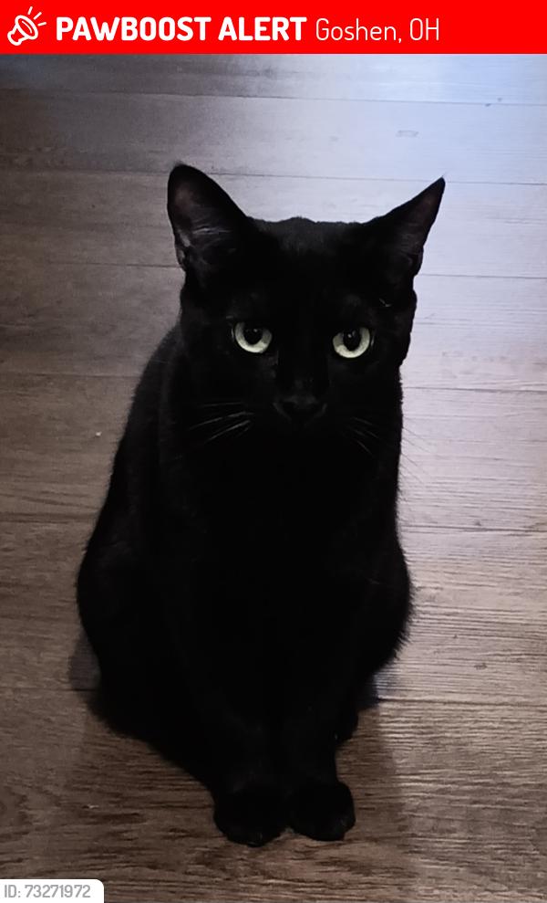 Lost Female Cat last seen Broadstone Circle in Barclay Woods subdivision in Goshen ohio, Goshen, OH 45122