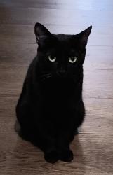 Lost Female Cat last seen Broadstone Circle in Barclay Woods subdivision in Goshen ohio, Goshen, OH 45122