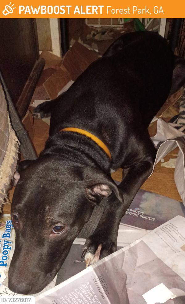 Found/Stray Male Dog last seen First st and old Dixie hwy, Forest Park, GA 30297
