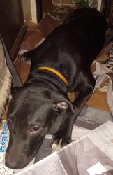 Found/Stray Male Dog last seen First st and old Dixie hwy, Forest Park, GA 30297