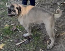 Reunited Male Dog last seen Othello Park, Seattle, WA 98118