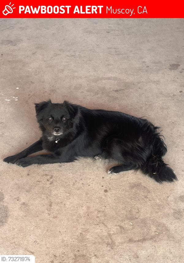 Lost Male Dog last seen Gray st moscoy, Muscoy, CA 92407