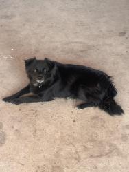 Lost Male Dog last seen Gray st moscoy, Muscoy, CA 92407