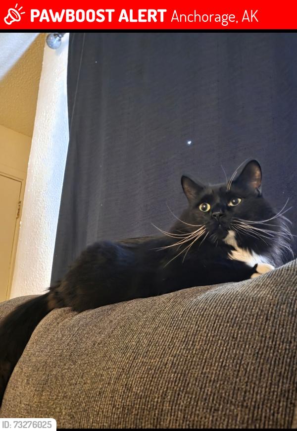 Lost Male Cat last seen Pine and McCarrey, Anchorage, AK 99508