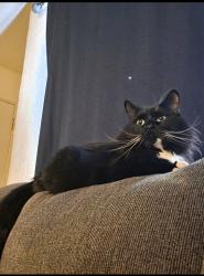 Lost Male Cat last seen Pine and McCarrey, Anchorage, AK 99508