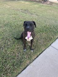 Found/Stray Male Dog last seen New York/ Collins, Arlington, TX 76017