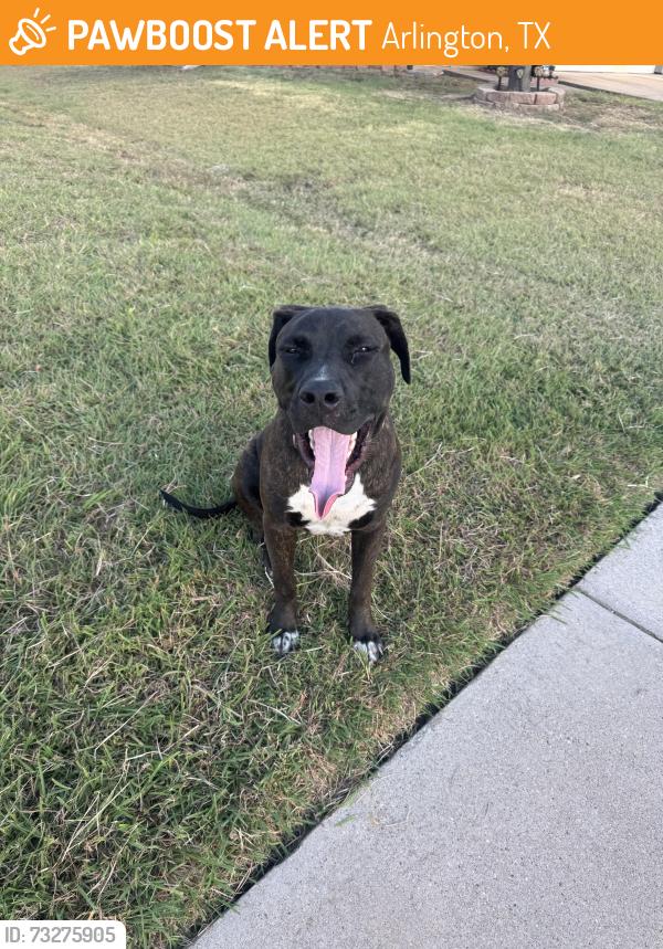 Found/Stray Male Dog last seen New York/ Collins, Arlington, TX 76017
