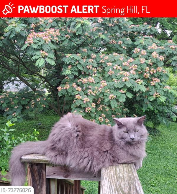 Lost Male Cat last seen Bayside Ct. near Belfast Ct., Spring Hill, FL 34608