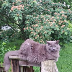 Lost Male Cat last seen Bayside Ct. near Belfast Ct., Spring Hill, FL 34608