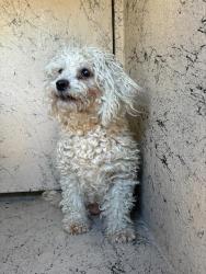 Shelter Stray Female Dog last seen Near BLOCK N LAMB BLVD, LAS VEGAS NV 89110, 655 N Mojave Rd, Las Vegas, NV 89101, USA