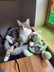 Lost Male Cat last seen 57th Ave nw and 3rd Ave nw, Seattle, WA 98107