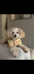 Lost Male Dog last seen 42nd international Milwaukie Oregon, behind planet fitness in the nature area , industrial area of milwaukie, 37th Edison street, Portland, OR 97222