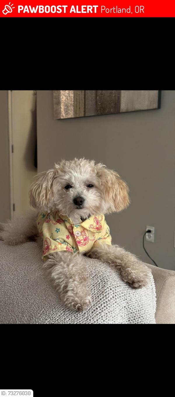 Lost Male Dog last seen 42nd international Milwaukie Oregon, behind planet fitness in the nature area , industrial area of milwaukie, 37th Edison street, Portland, OR 97222
