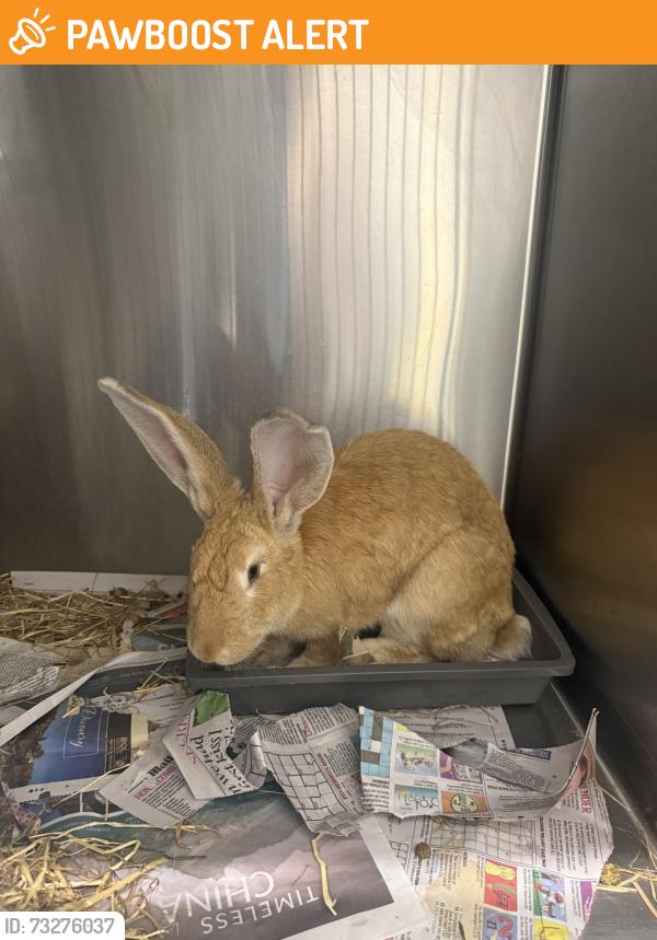 Found/Stray Unknown Rabbit last seen in arnos grove park, Arnos Grove, England 