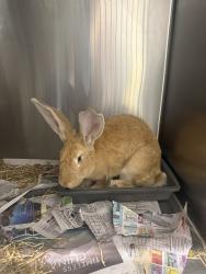 Found/Stray Unknown Rabbit last seen in arnos grove park, Arnos Grove, England 