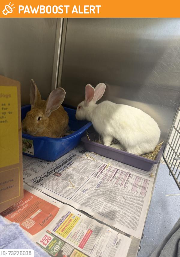 Found/Stray Unknown Rabbit last seen found in arnos grove park, Arnos Grove, England 