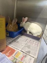 Found/Stray Unknown Rabbit last seen found in arnos grove park, Arnos Grove, England 