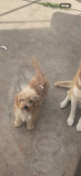 Lost Male Dog last seen Near I street Chula Vista, Chula Vista, CA 91910