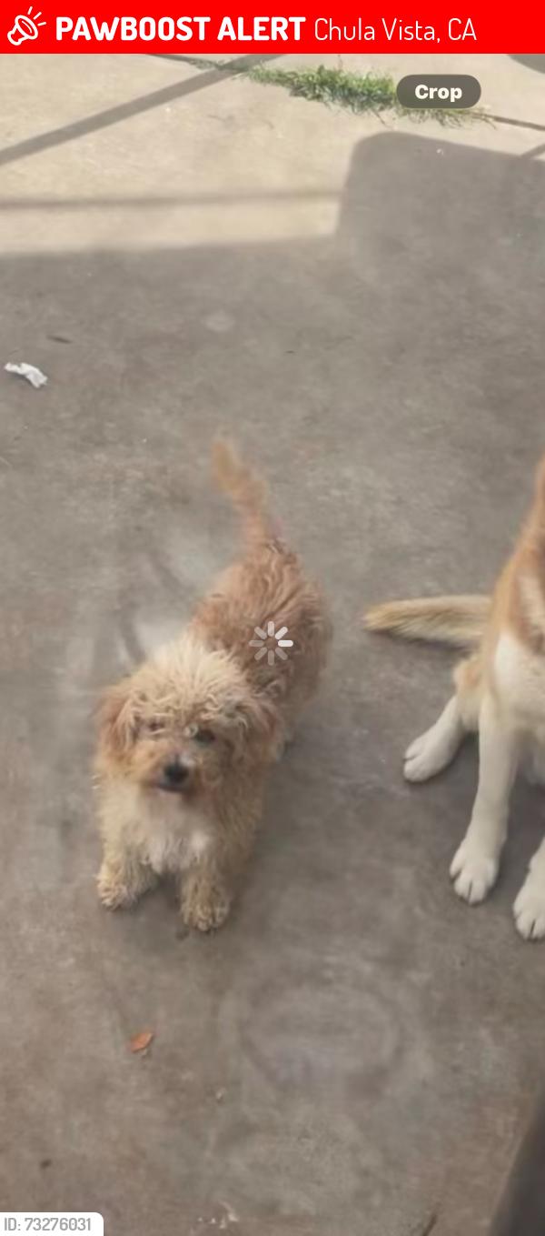 Lost Male Dog last seen Near I street Chula Vista, Chula Vista, CA 91910